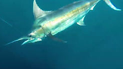Tropic Star Tuna And Sailfish