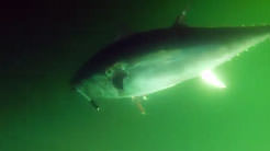 Giant Bluefin Tuna of Prince Edward Island