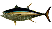 Mluefin Tuna