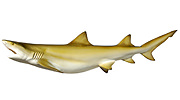 Lemon Shark