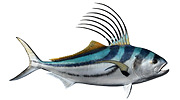 Rooster Fish