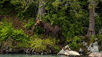 Bear_climbs_out_of_water.jpg